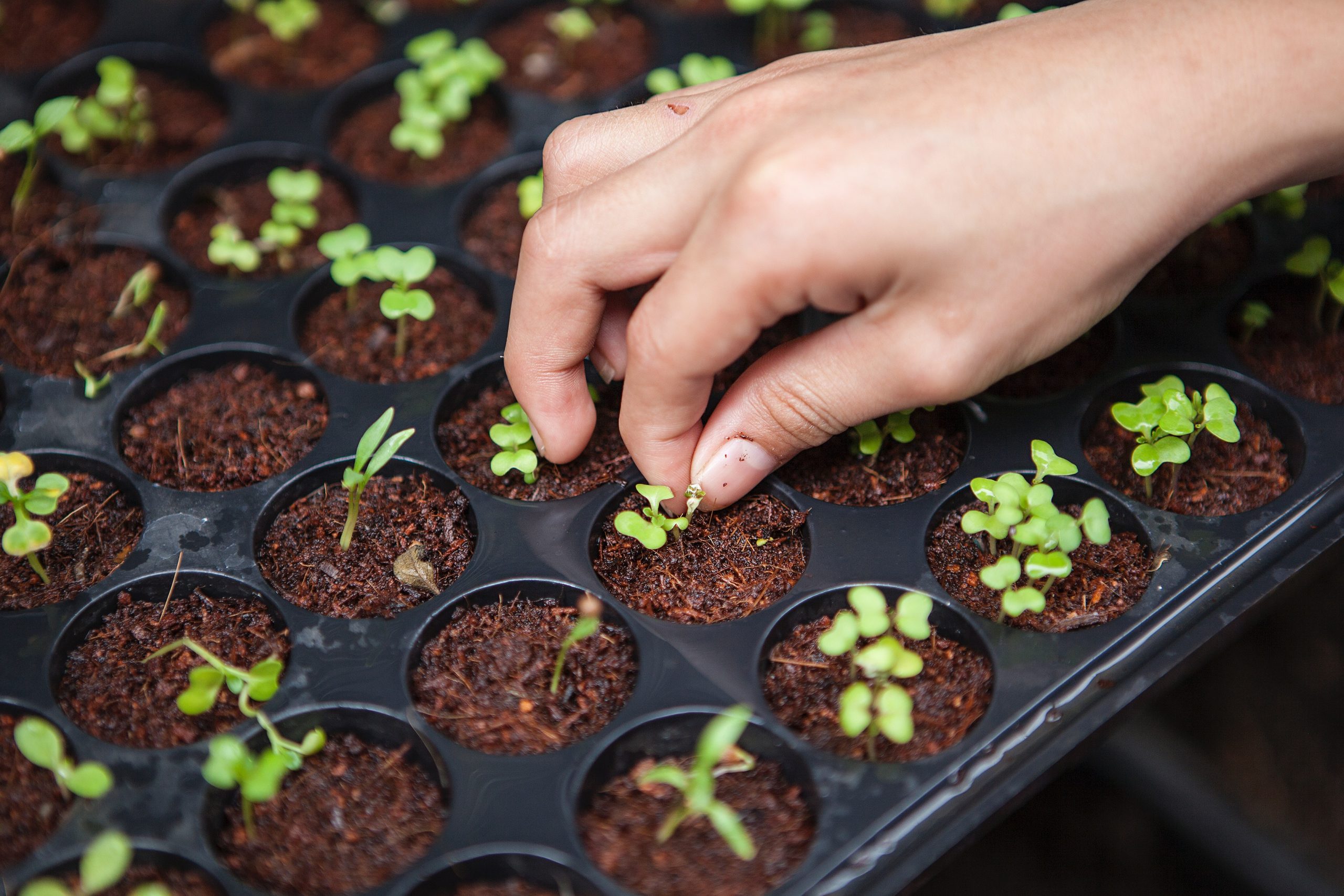 Agriculture Plant Breeders